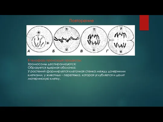 Повторение В телофазу происходят процессы: Хромосомы деспирализуются; Образуется ядерная оболочка; У растений