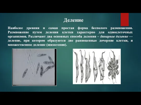 Деление Наиболее древняя и самая простая форма бесполого размножения. Размножение путем деления