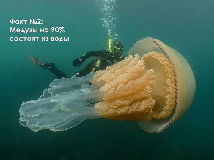 Факт №2: Медузы на 90% состоят из воды