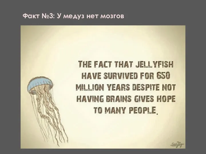 Факт №3: У медуз нет мозгов