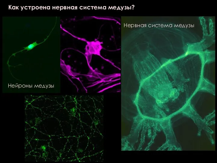 Как устроена нервная система медузы? Нейроны медузы Нервная система медузы