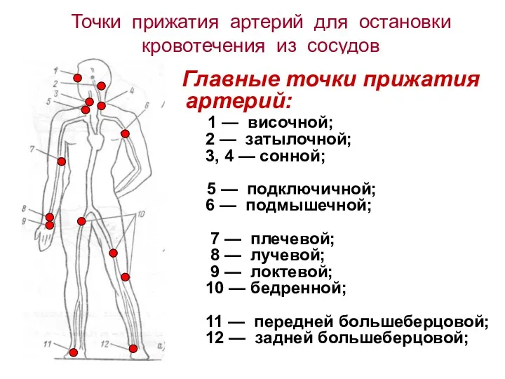 Точки прижатия артерий для остановки кровотечения из сосудов Главные точки прижатия артерий: