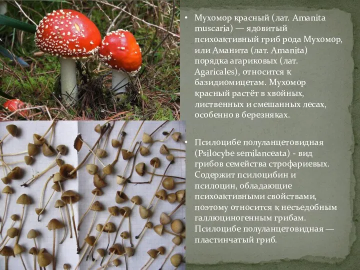 Мухомор красный (лат. Amanita muscaria) — ядовитый психоактивный гриб рода Мухомор, или