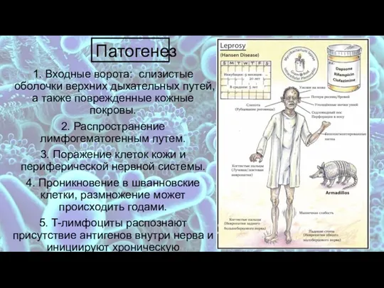 Патогенез 1. Входные ворота: слизистые оболочки верхних дыхательных путей, а также поврежденные