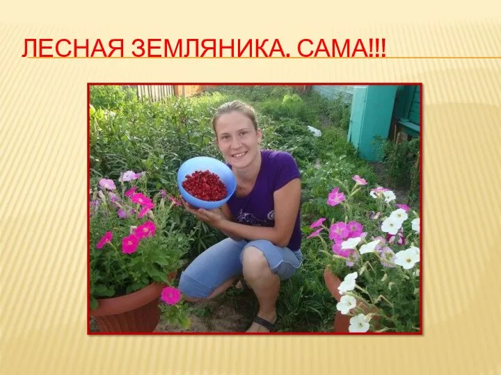 ЛЕСНАЯ ЗЕМЛЯНИКА. САМА!!!