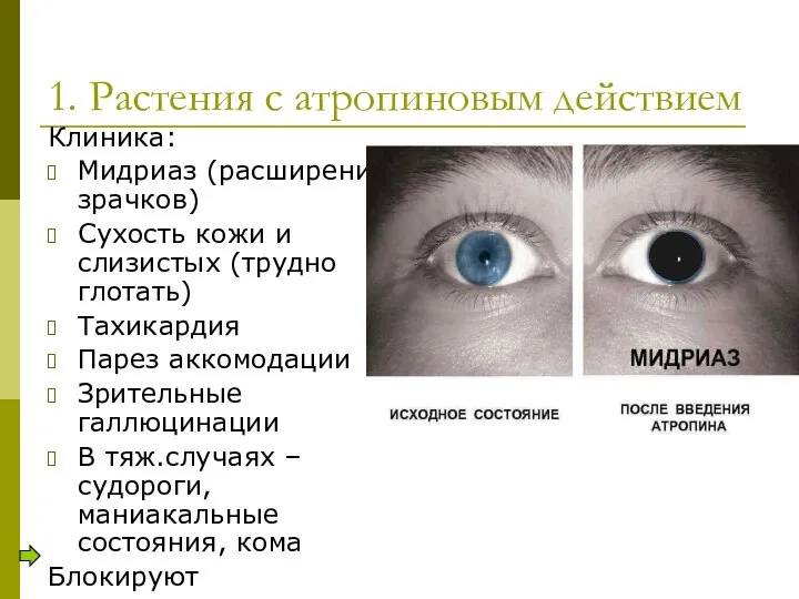 1. Растения с атропиновым действием Клиника: Мидриаз (расширение зрачков) Сухость кожи и