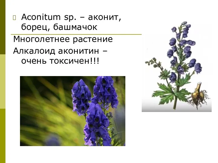 Aconitum sp. – аконит, борец, башмачок Многолетнее растение Алкалоид аконитин – очень токсичен!!!