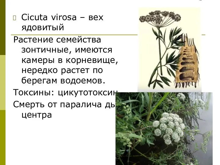 Cicuta virosa – вех ядовитый Растение семейства зонтичные, имеются камеры в корневище,