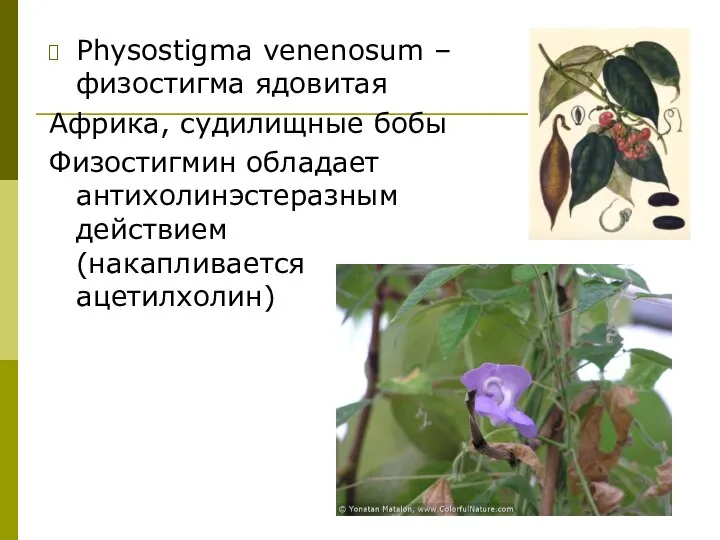 Physostigma venenosum – физостигма ядовитая Африка, судилищные бобы Физостигмин обладает антихолинэстеразным действием (накапливается ацетилхолин)