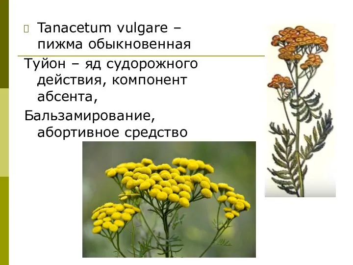 Tanacetum vulgare – пижма обыкновенная Туйон – яд судорожного действия, компонент абсента, Бальзамирование, абортивное средство