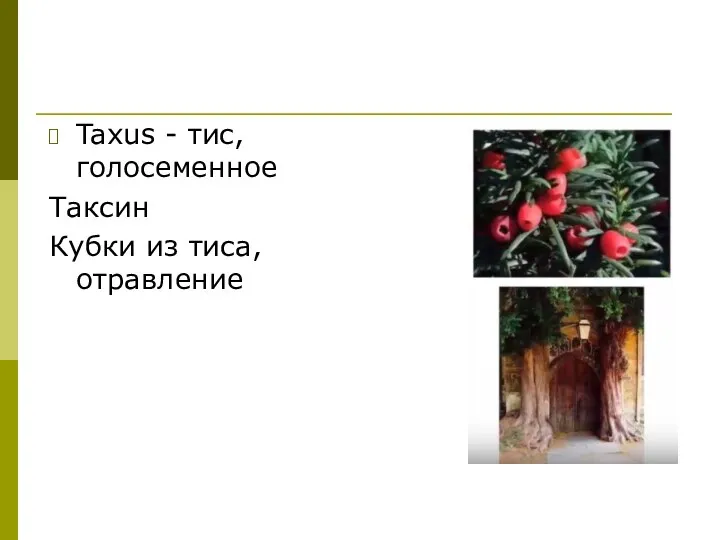 Taxus - тис, голосеменное Таксин Кубки из тиса, отравление