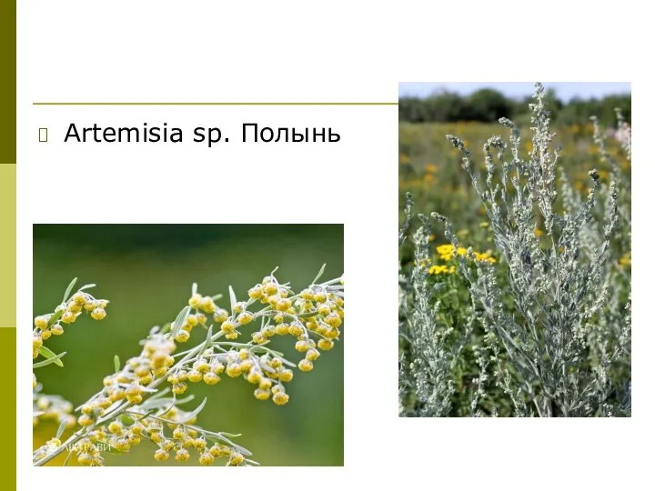 Artemisia sp. Полынь