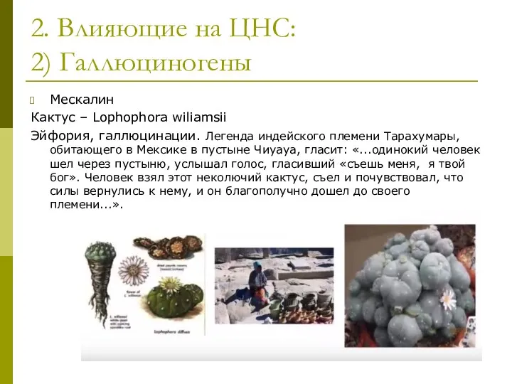 2. Влияющие на ЦНС: 2) Галлюциногены Мескалин Кактус – Lophophora wiliamsii Эйфория,