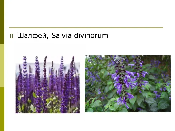 Шалфей, Salvia divinorum