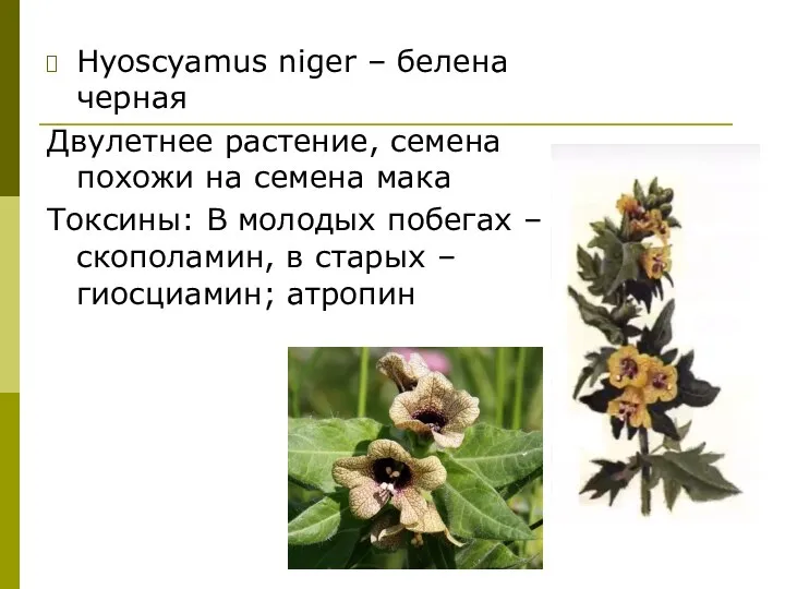 Hyoscyamus niger – белена черная Двулетнее растение, семена похожи на семена мака