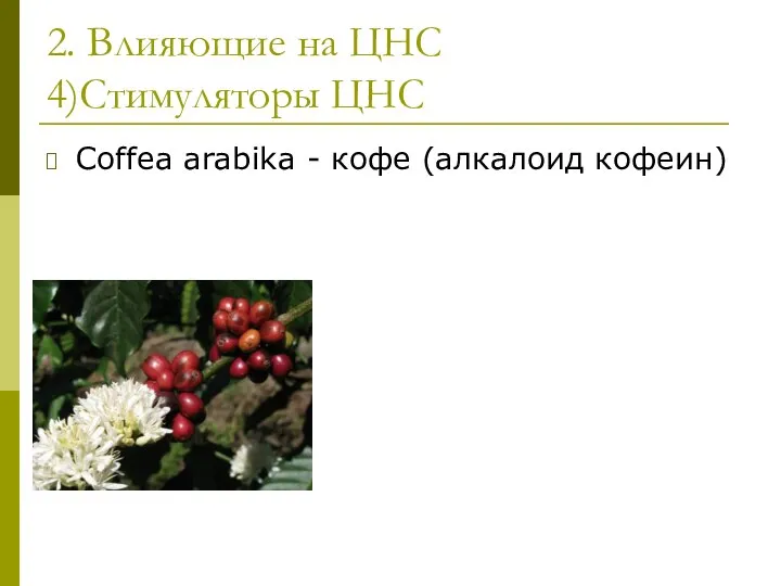 2. Влияющие на ЦНС 4)Стимуляторы ЦНС Coffea arabika - кофе (алкалоид кофеин)