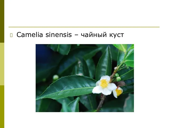 Camelia sinensis – чайный куст