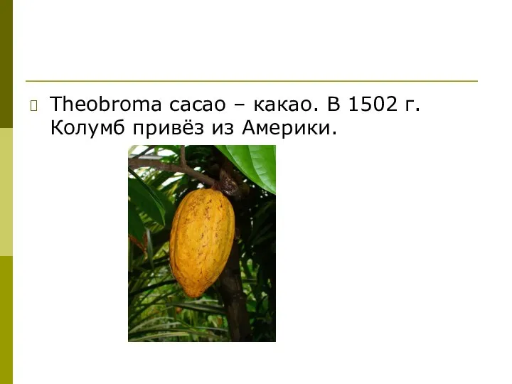 Theobroma cacao – какао. В 1502 г. Колумб привёз из Америки.