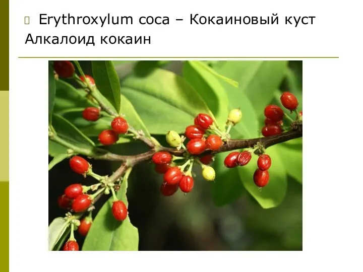 Erythroxylum coca – Кокаиновый куст Алкалоид кокаин