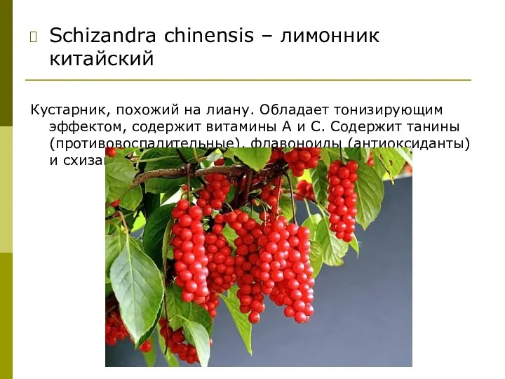 Schizandra chinensis – лимонник китайский Кустарник, похожий на лиану. Обладает тонизирующим эффектом,