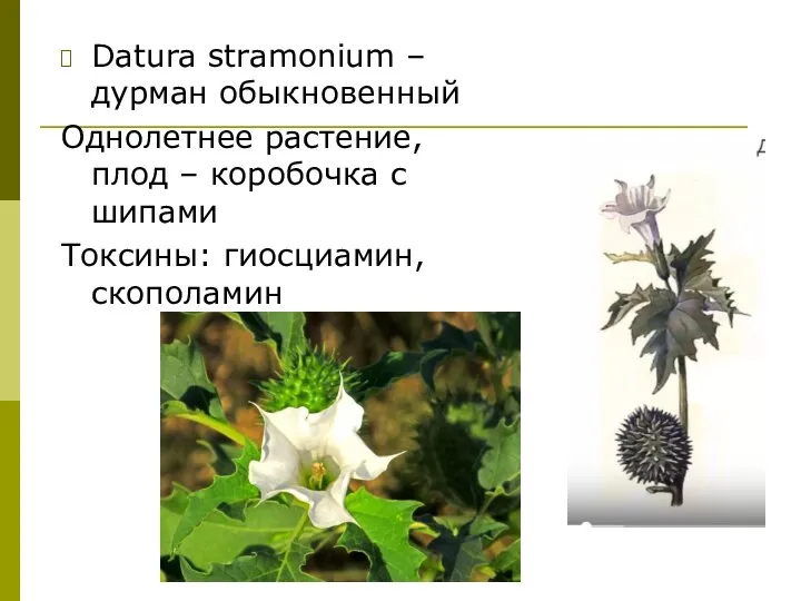 Datura stramonium – дурман обыкновенный Однолетнее растение, плод – коробочка с шипами Токсины: гиосциамин, скополамин