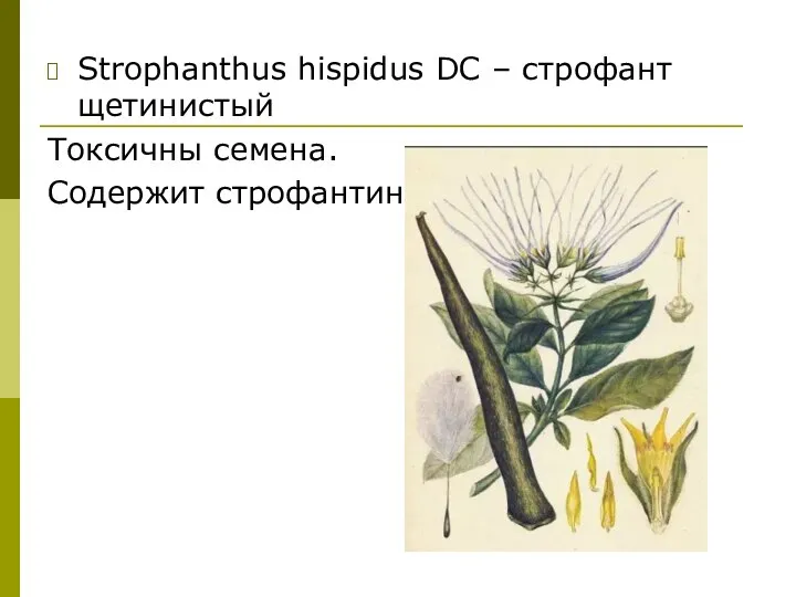 Strophanthus hispidus DC – строфант щетинистый Токсичны семена. Содержит строфантин.