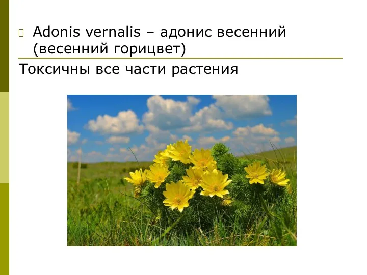 Adonis vernalis – адонис весенний (весенний горицвет) Токсичны все части растения