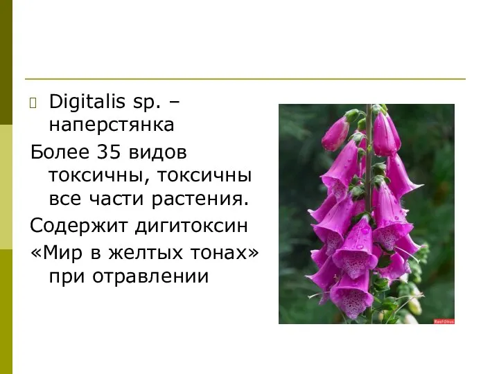 Digitalis sp. – наперстянка Более 35 видов токсичны, токсичны все части растения.