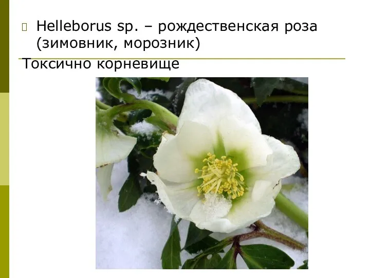 Helleborus sp. – рождественская роза (зимовник, морозник) Токсично корневище