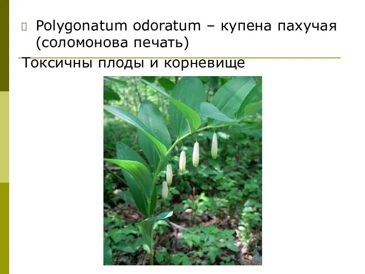 Polygonatum odoratum – купена пахучая (соломонова печать) Токсичны плоды и корневище