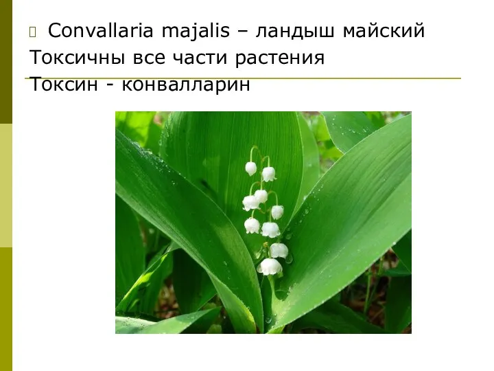 Convallaria majalis – ландыш майский Токсичны все части растения Токсин - конвалларин