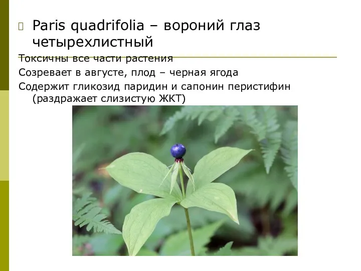 Paris quadrifolia – вороний глаз четырехлистный Токсичны все части растения Созревает в