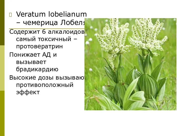 Veratum lobelianum – чемерица Лобеля Содержит 6 алкалоидов, самый токсичный – протовератрин