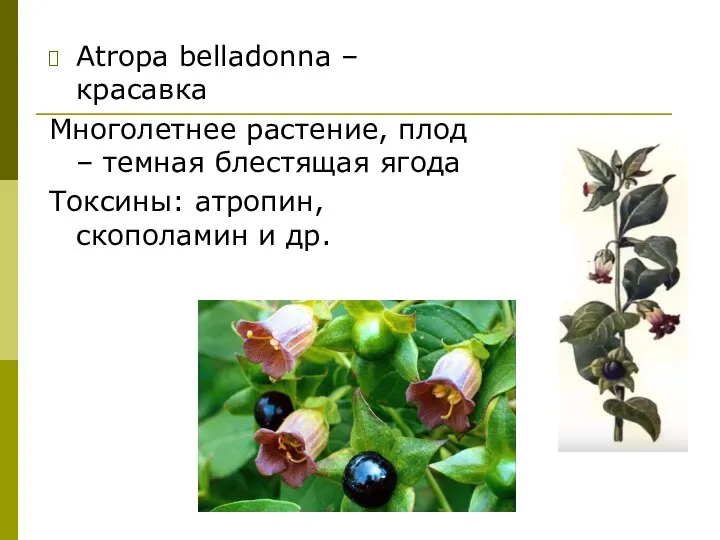 Atropa belladonna – красавка Многолетнее растение, плод – темная блестящая ягода Токсины: атропин, скополамин и др.