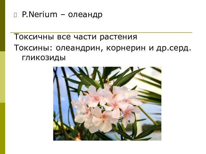P.Nerium – олеандр Токсичны все части растения Токсины: олеандрин, корнерин и др.серд.гликозиды