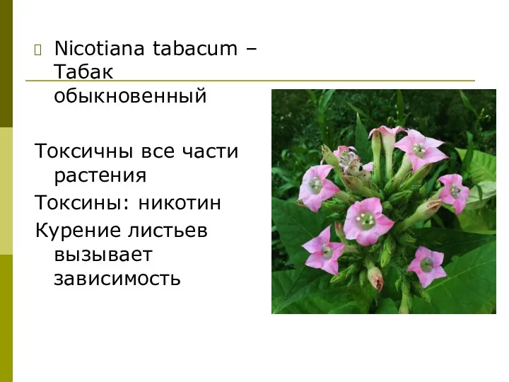 Nicotiana tabacum – Табак обыкновенный Токсичны все части растения Токсины: никотин Курение листьев вызывает зависимость