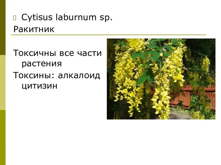 Cytisus laburnum sp. Ракитник Токсичны все части растения Токсины: алкалоид цитизин