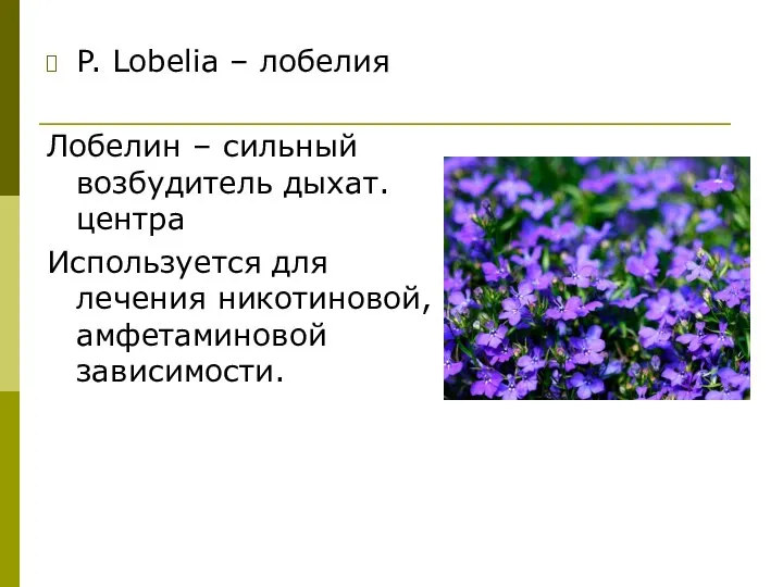 P. Lobelia – лобелия Лобелин – сильный возбудитель дыхат.центра Используется для лечения никотиновой, амфетаминовой зависимости.