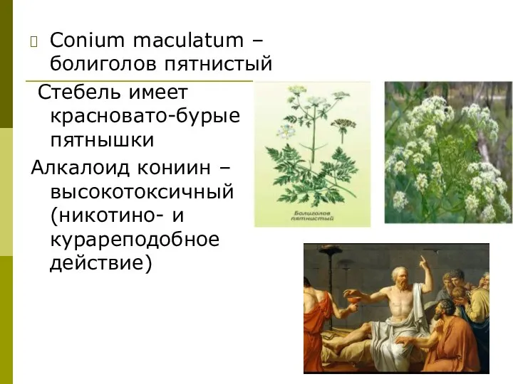 Conium maculatum – болиголов пятнистый Стебель имеет красновато-бурые пятнышки Алкалоид кониин –