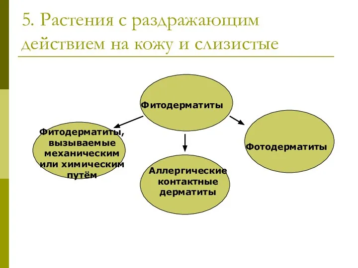 5. Растения с раздражающим действием на кожу и слизистые Фитодерматиты Фотодерматиты Аллергические