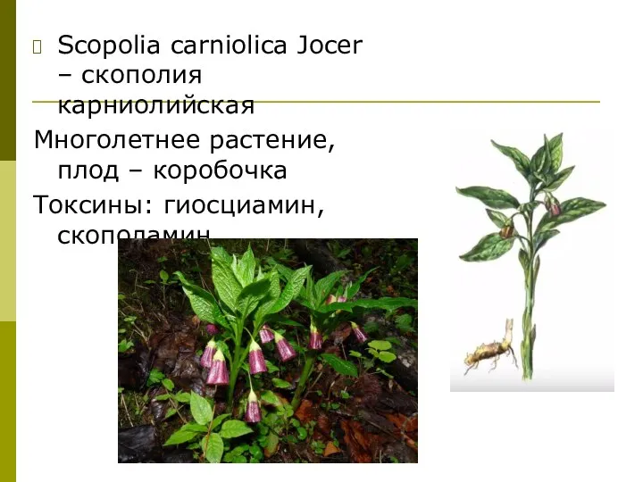 Scopolia carniolica Jocer – скополия карниолийская Многолетнее растение, плод – коробочка Токсины: гиосциамин, скополамин