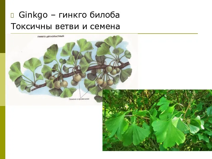 Ginkgo – гинкго билоба Токсичны ветви и семена