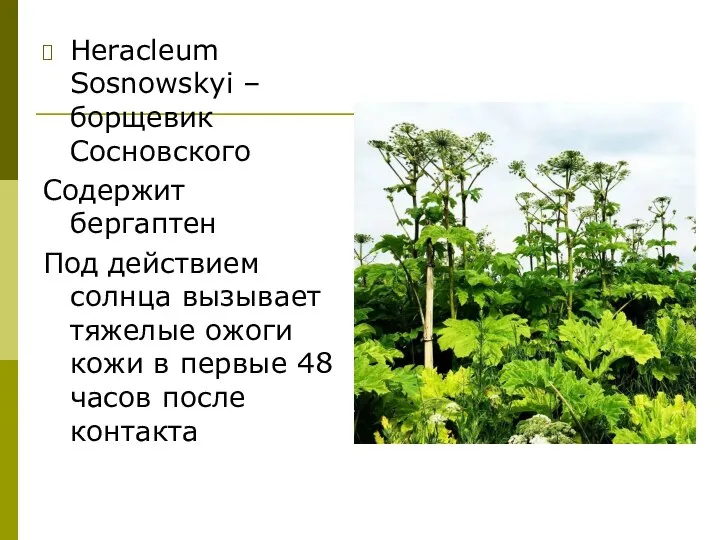 Heracleum Sosnowskyi – борщевик Сосновского Содержит бергаптен Под действием солнца вызывает тяжелые