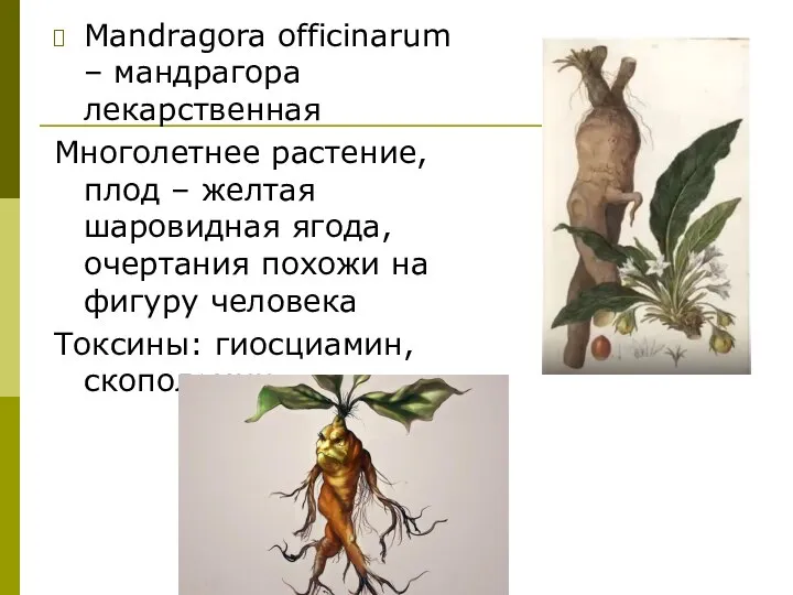 Mandragora officinarum – мандрагора лекарственная Многолетнее растение, плод – желтая шаровидная ягода,