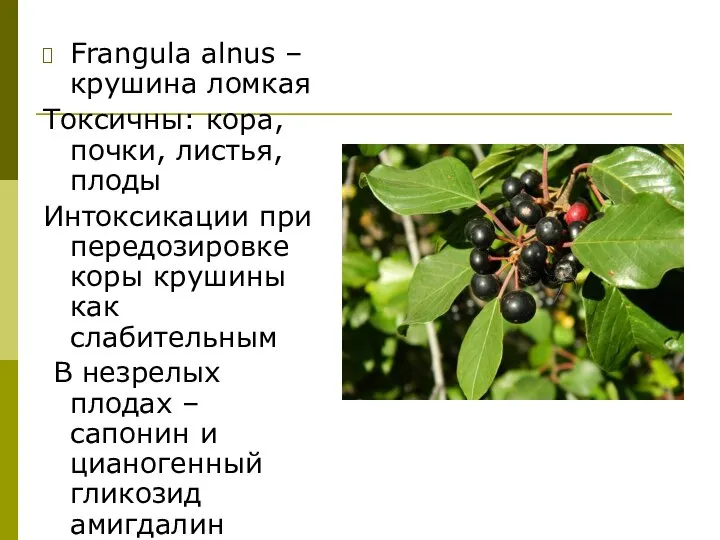 Frangula alnus – крушина ломкая Токсичны: кора, почки, листья, плоды Интоксикации при