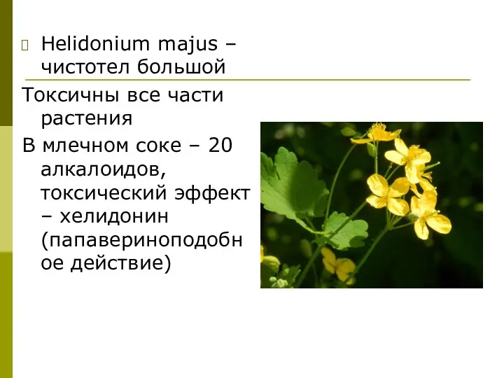 Helidonium majus – чистотел большой Токсичны все части растения В млечном соке