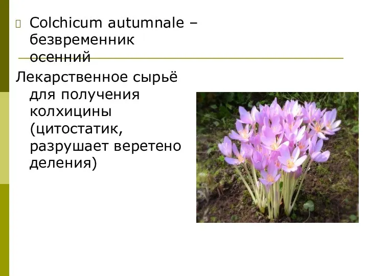 Colchicum autumnale – безвременник осенний Лекарственное сырьё для получения колхицины (цитостатик, разрушает веретено деления)