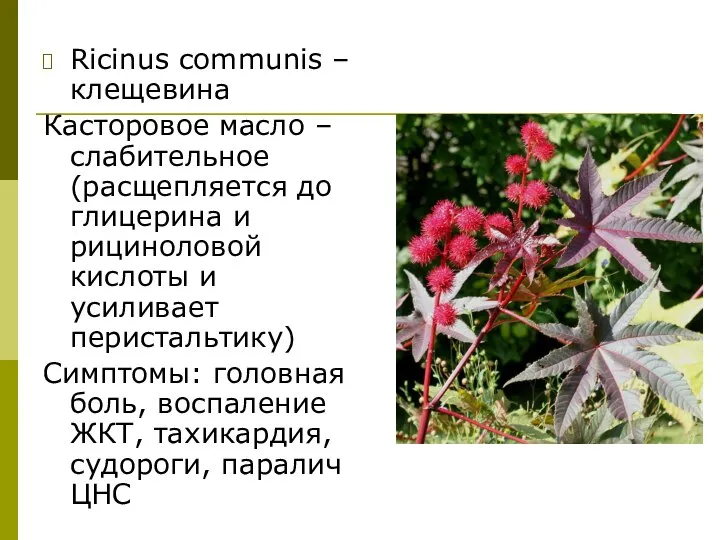 Ricinus communis – клещевина Касторовое масло – слабительное (расщепляется до глицерина и