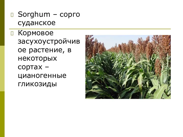 Sorghum – сорго суданское Кормовое засухоустройчивое растение, в некоторых сортах – цианогенные гликозиды
