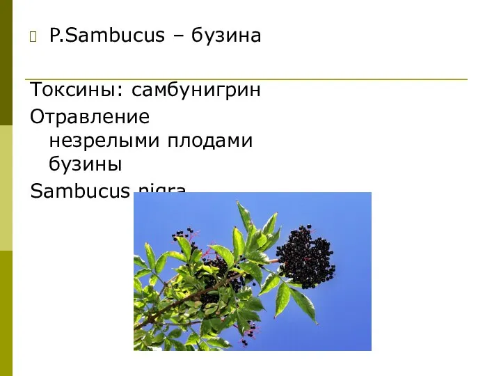 P.Sambucus – бузина Токсины: самбунигрин Отравление незрелыми плодами бузины Sambucus nigra